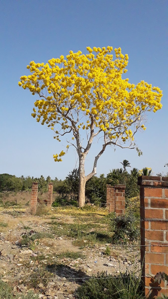 CASA COSTA ALEGRE photo 3