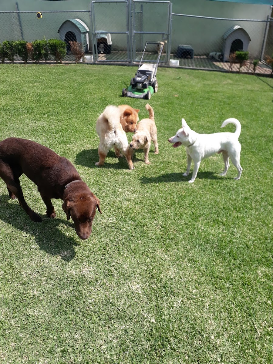 Mom'u Pet Estancia Canina