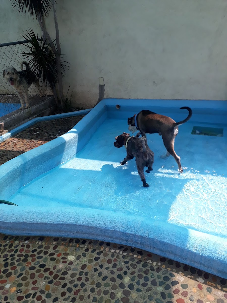 Mom'u Pet Estancia Canina photo 2