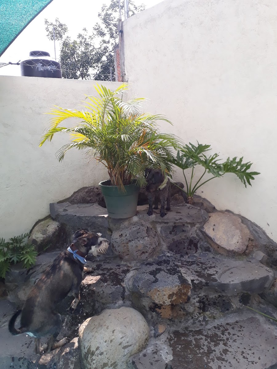 Mom'u Pet Estancia Canina photo 3