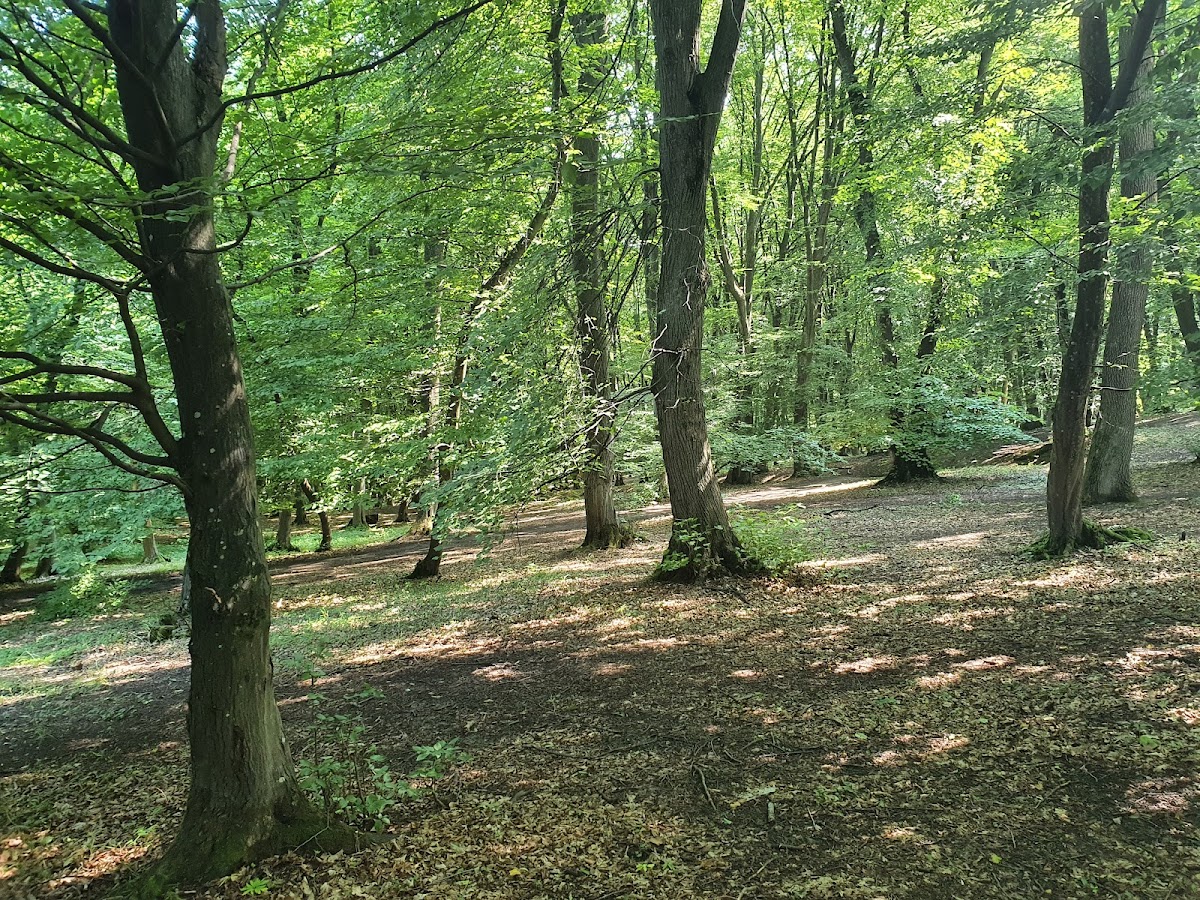 Hoia Forest