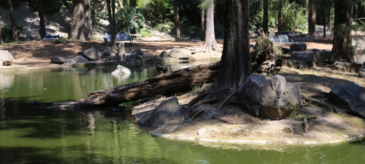 Los Colomos Forest