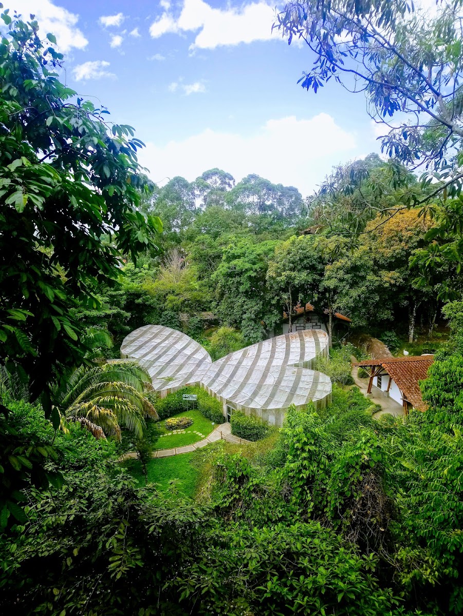 Quindio Botanical Garden - Butterfly