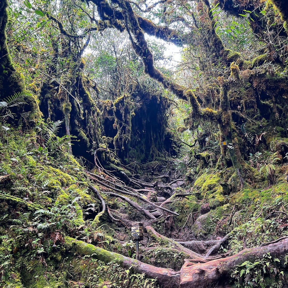 Mossy Forest