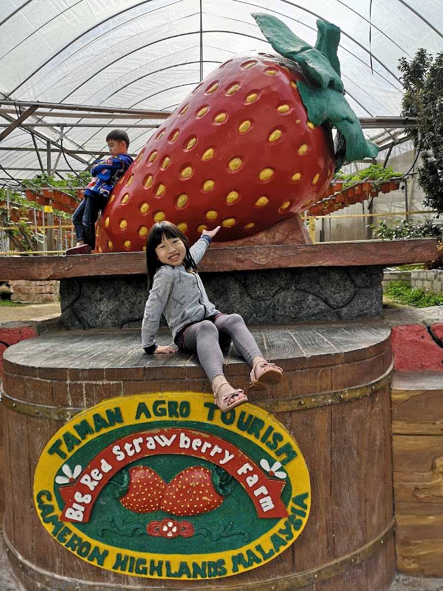 Big Red Strawberry Farm