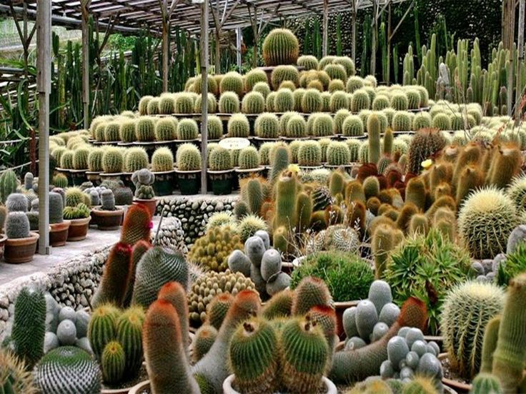 Cactus Valley