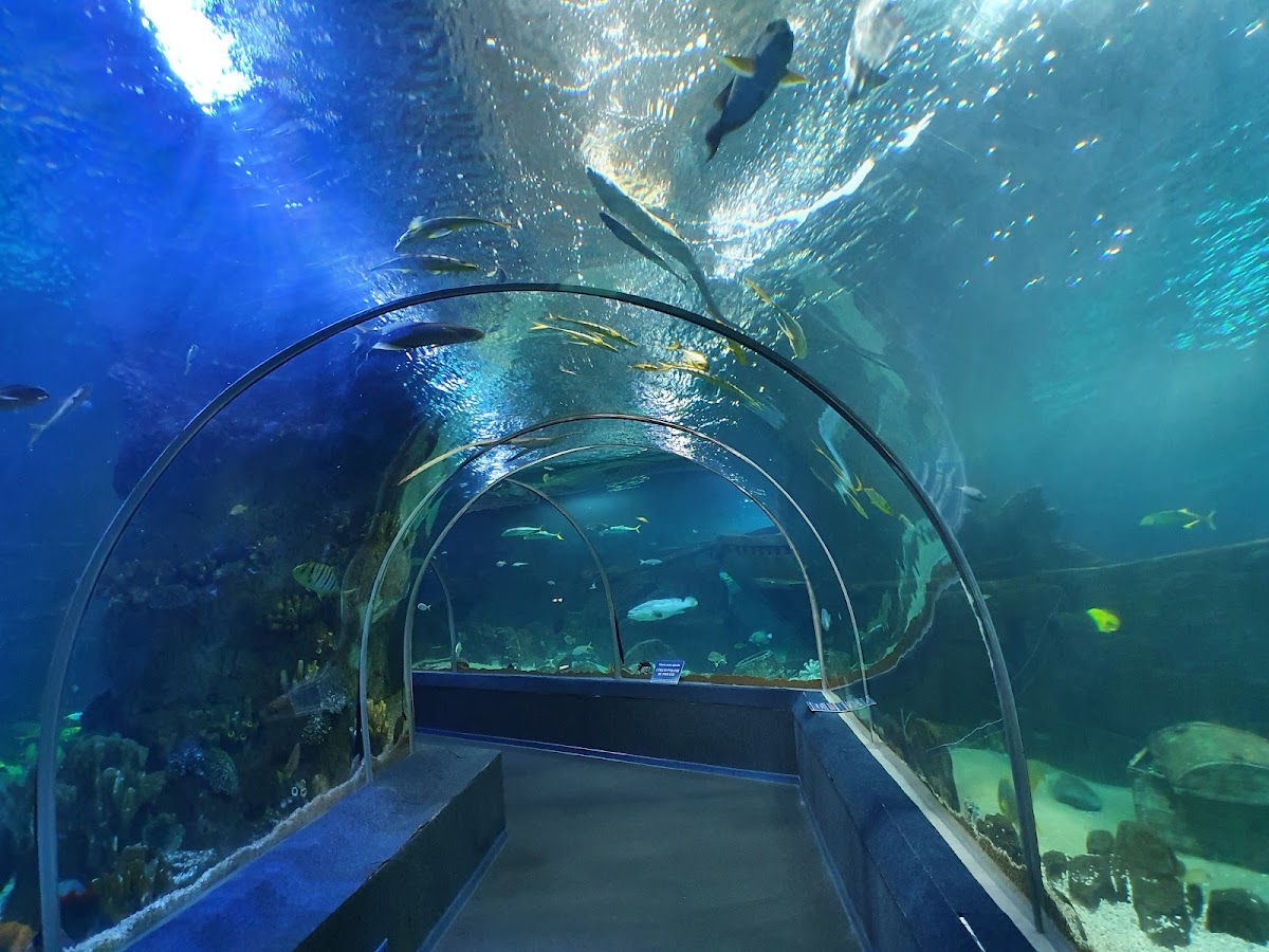 Sochi Discovery World Aquarium