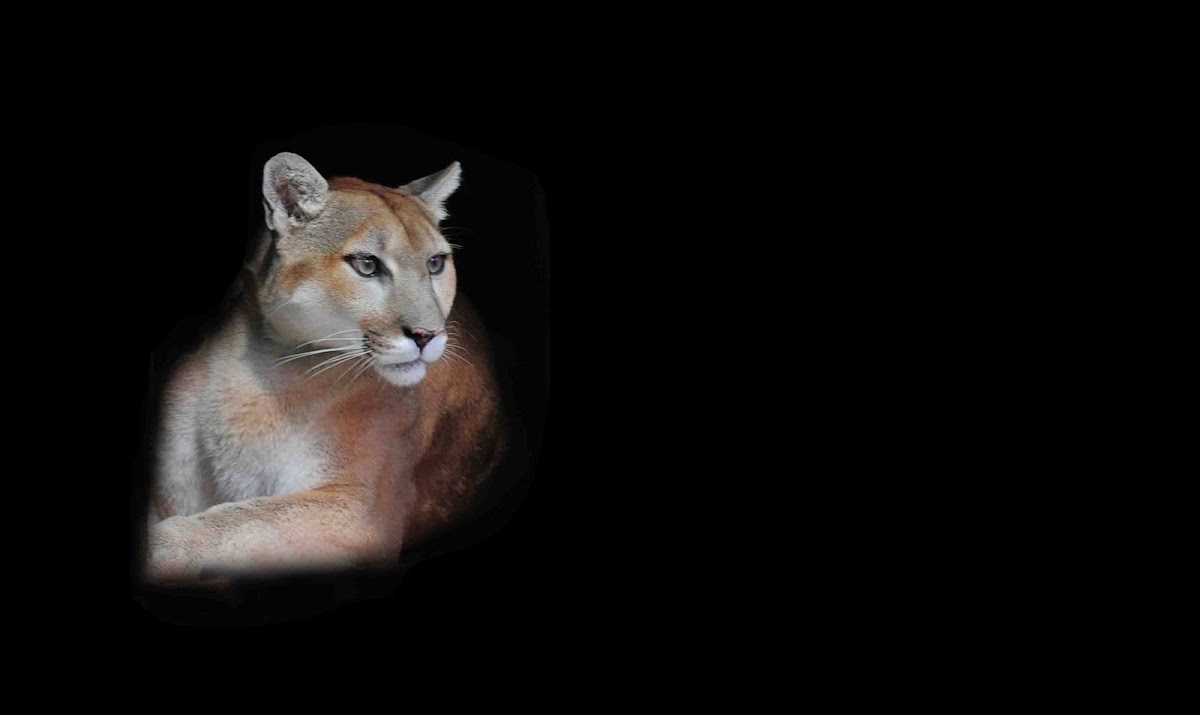 Bear Creek Feline Center, Inc. (BCFC)