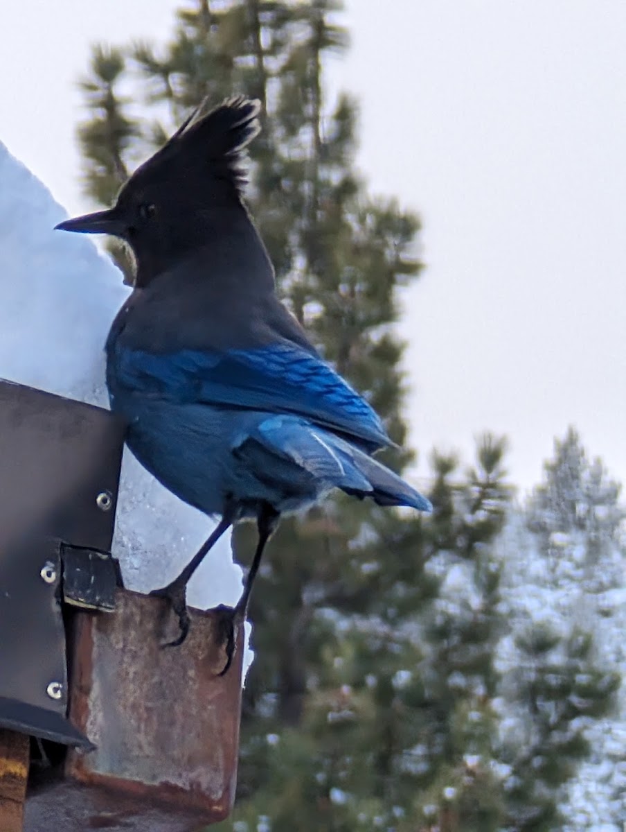 Lookout Lodge