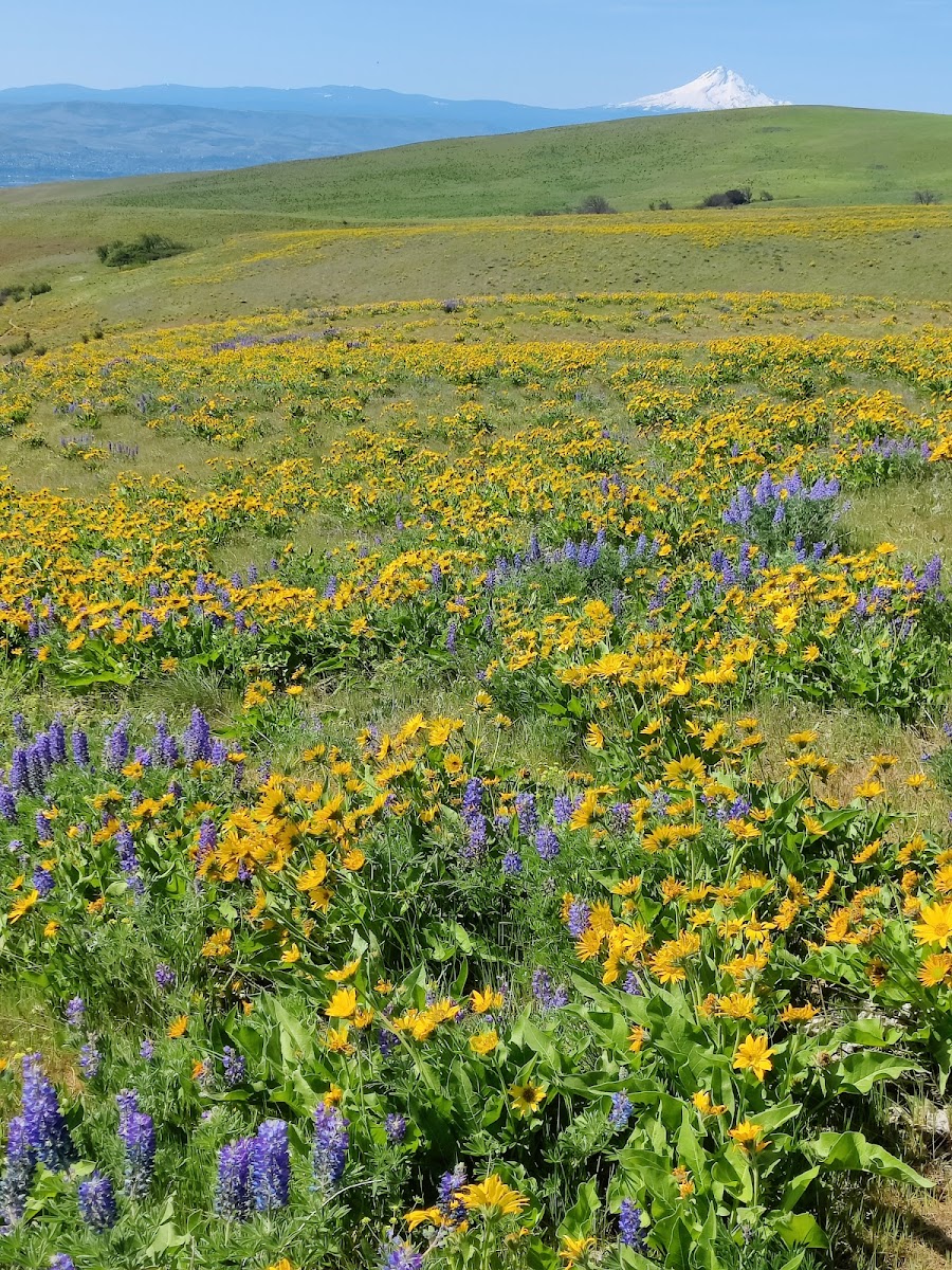 Columbia Hills Historical State Park
