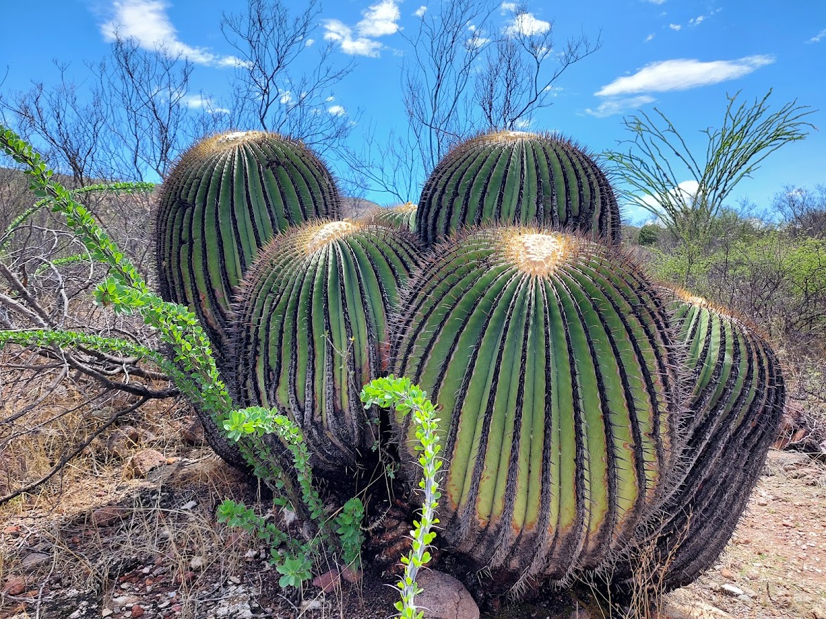 Cactáceas Gigantes