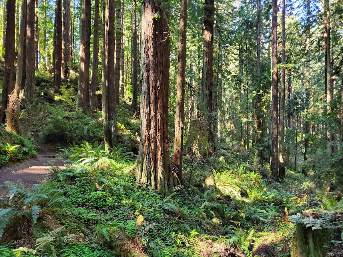 Arcata Community Forest