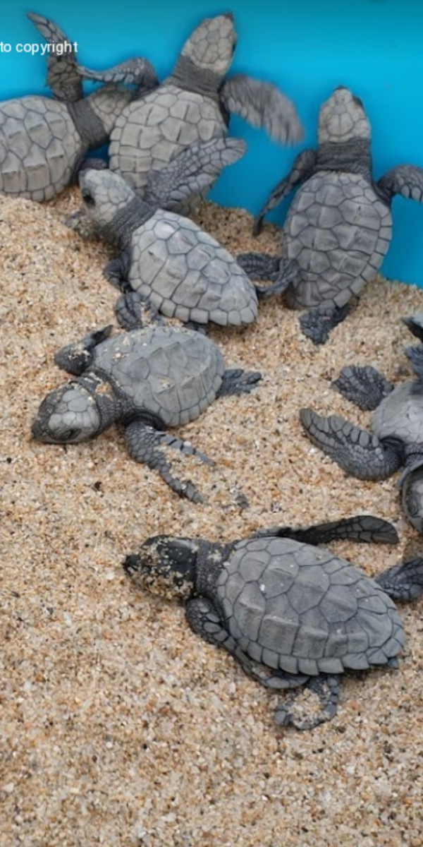 Tortugueros Las Playitas A.C.