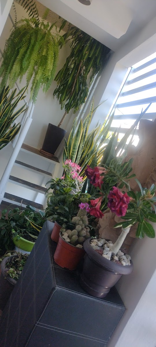 Casa Samia photo 2