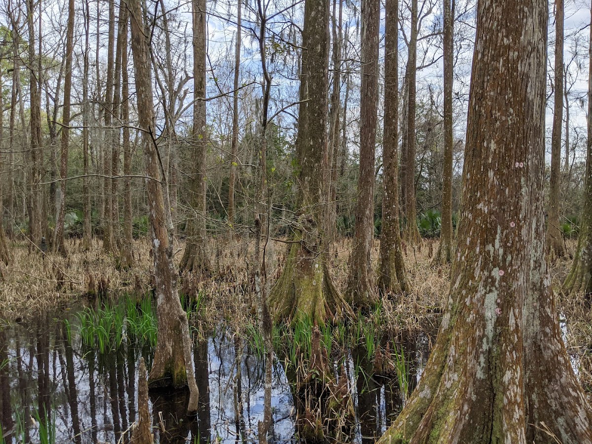 Palmetto Island