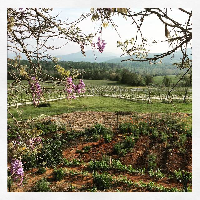 Stinson Vineyards