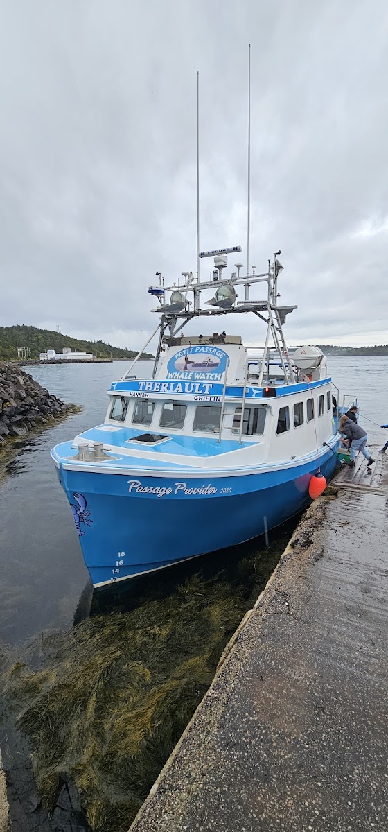 Petit Passage Whale Watch