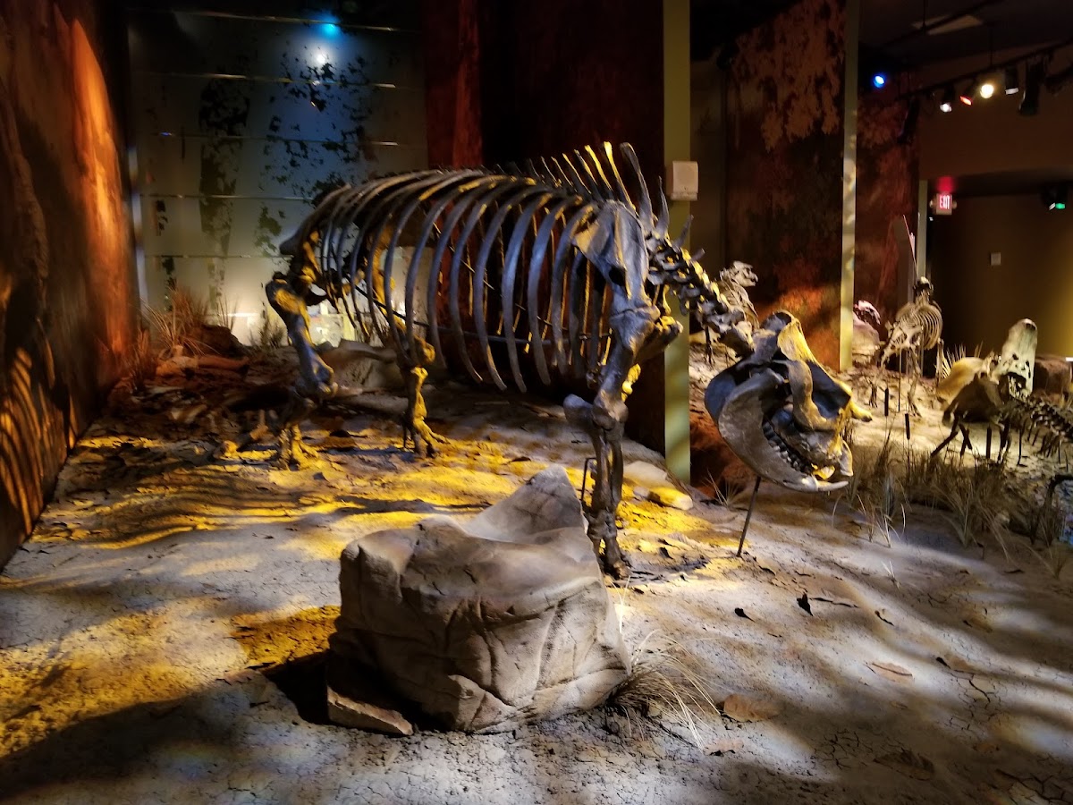 Gray Fossil Site