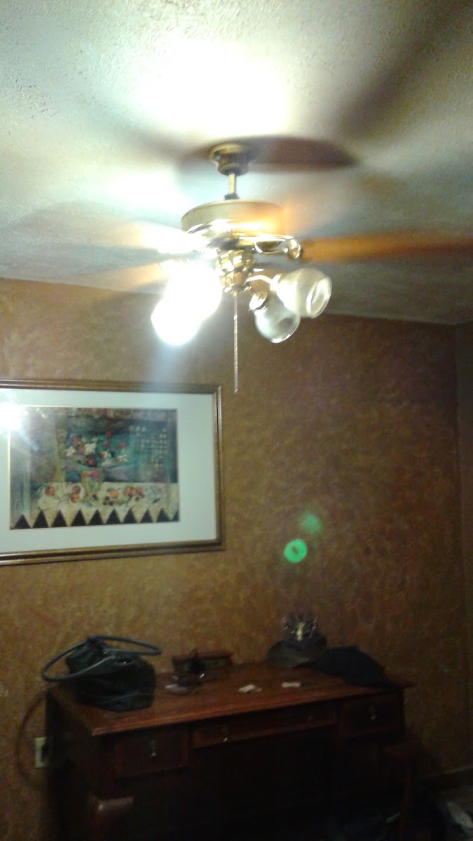 Lamplight Inn photo 3