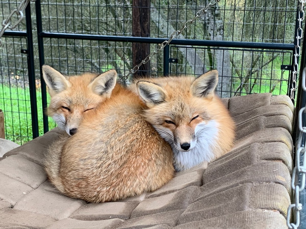 The Nature of Wildworks