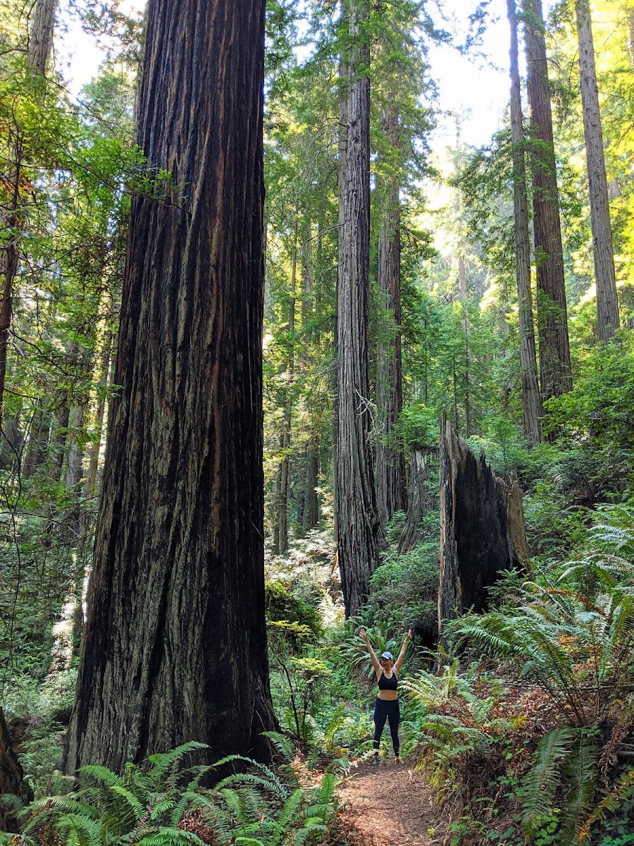 Headwaters Forest Reserve
