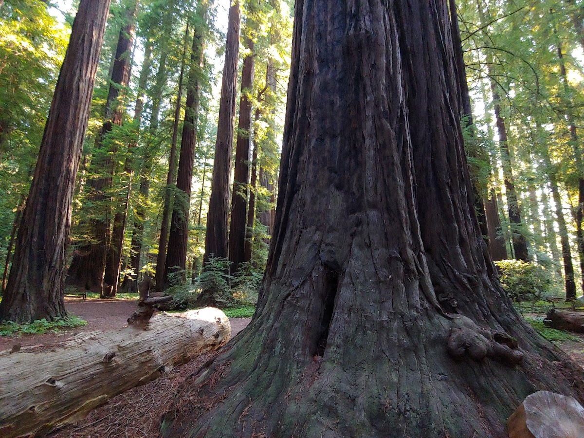 Van Duzen County Park - Pamplin Grove