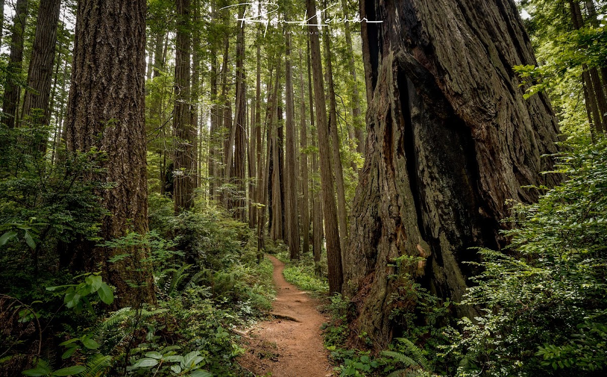 Prairie Creek Redwoods State Park