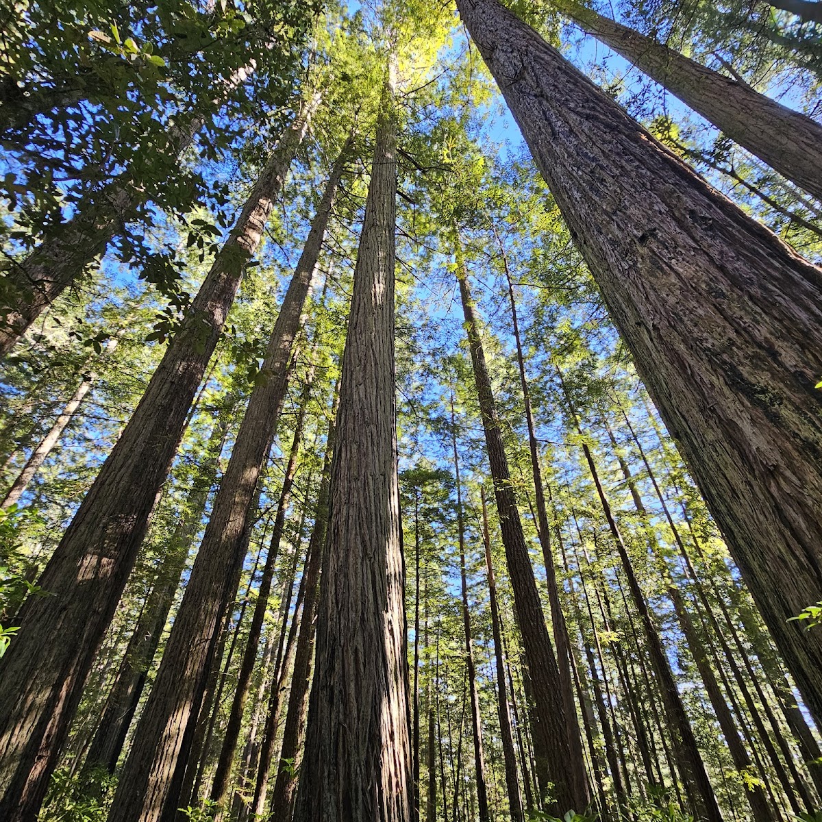 Oregon Redwoods Trail