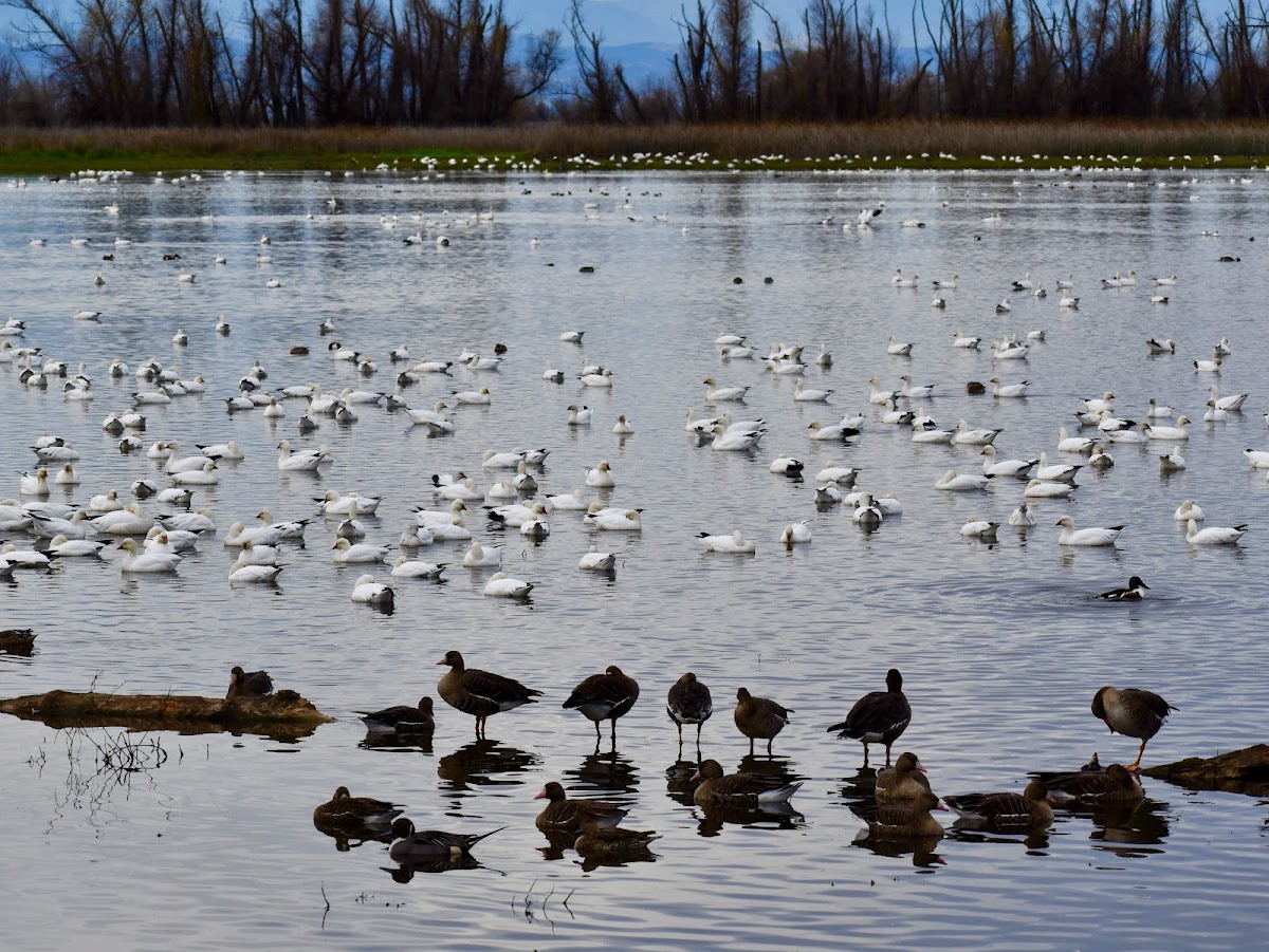Colusa National Wildlife Refuge