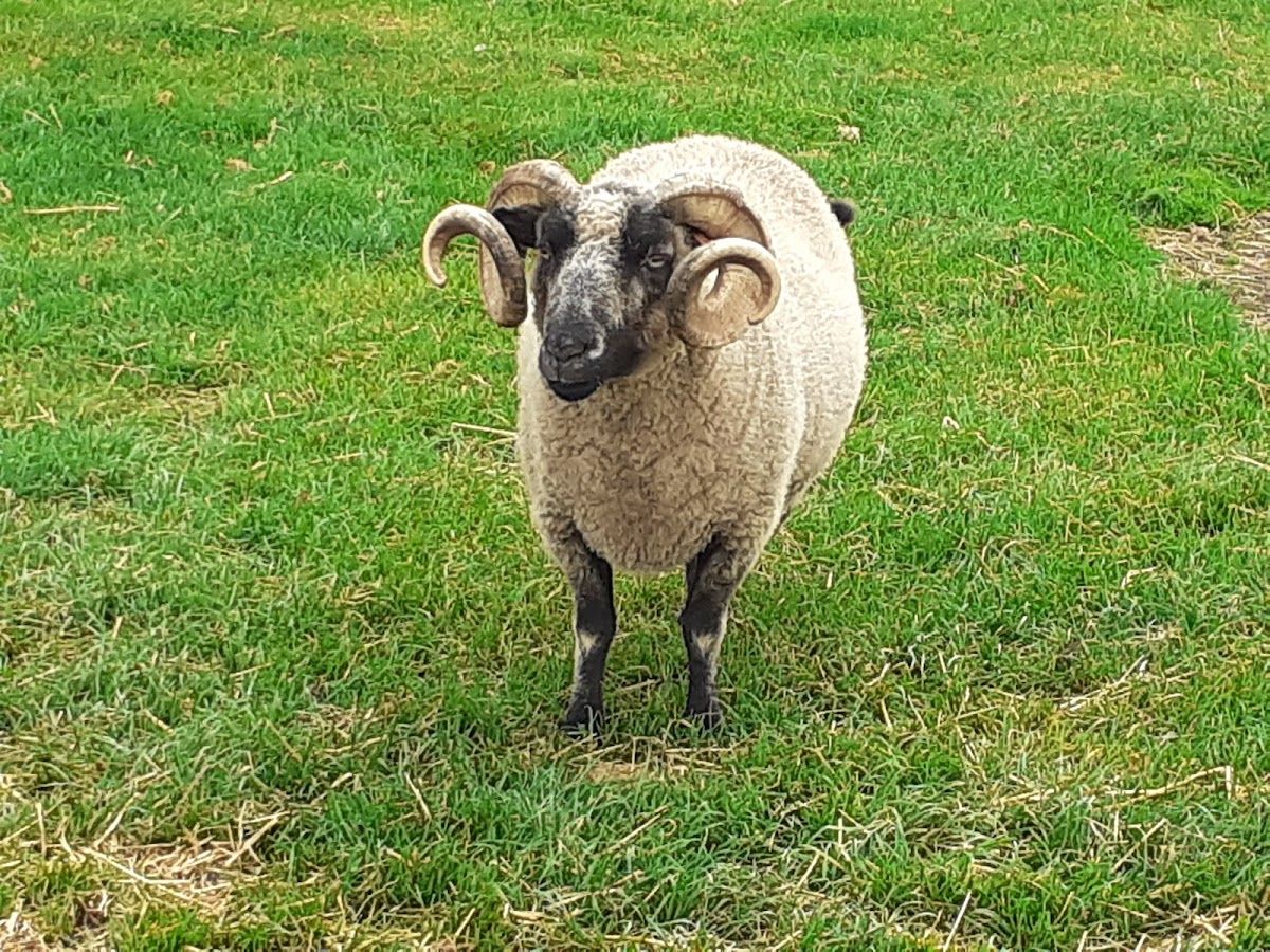 Cotswold Farm Park
