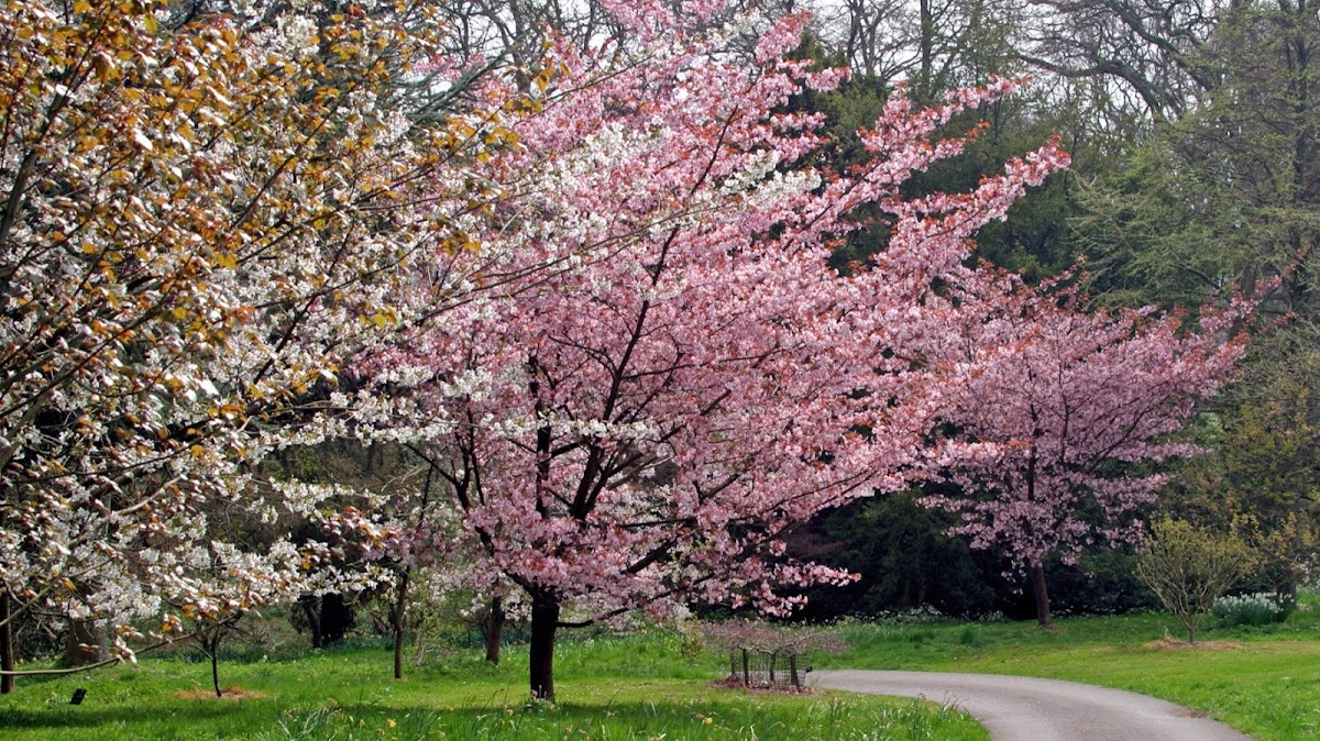 Batsford Arboretum and Garden Centre
