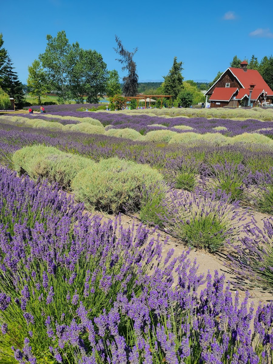 Purple Haze Lavender Farm