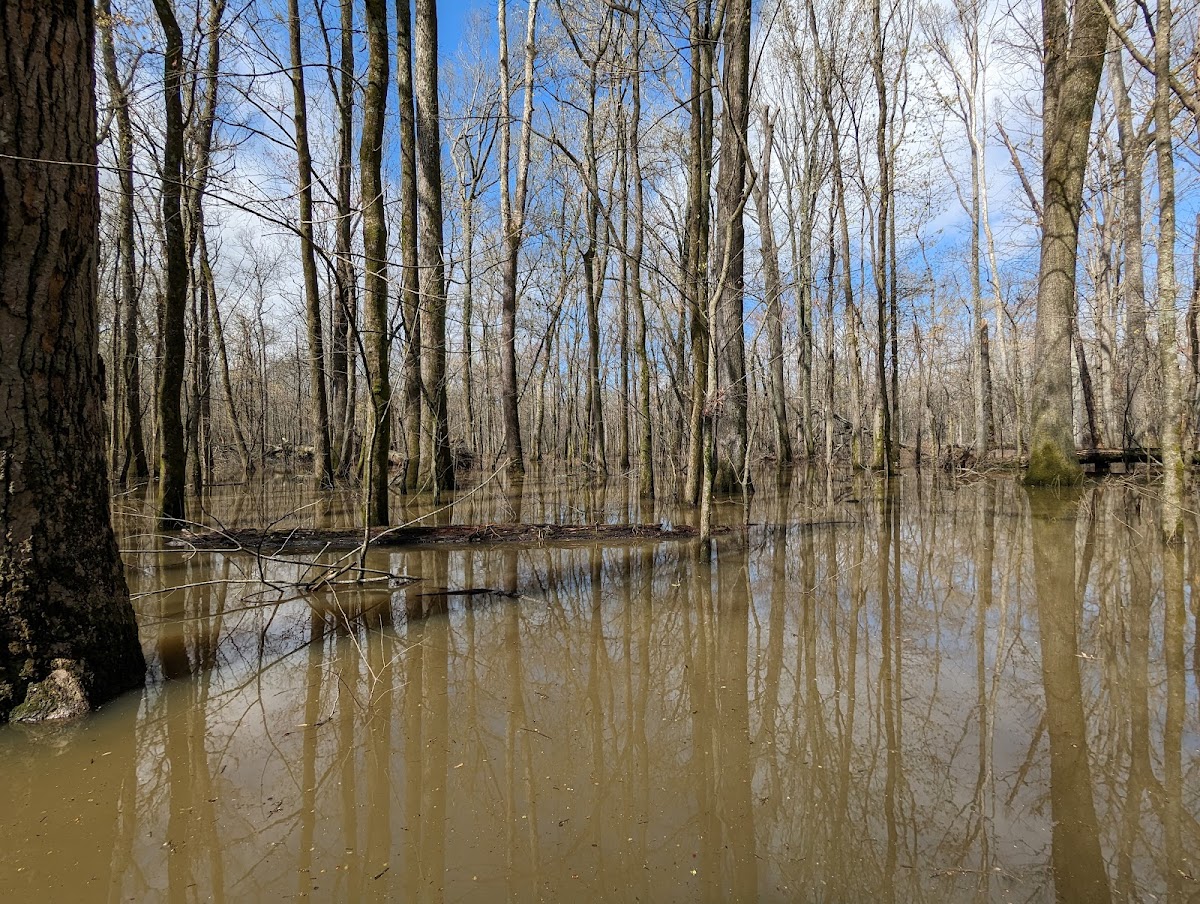 Big Cypress Tree State Park