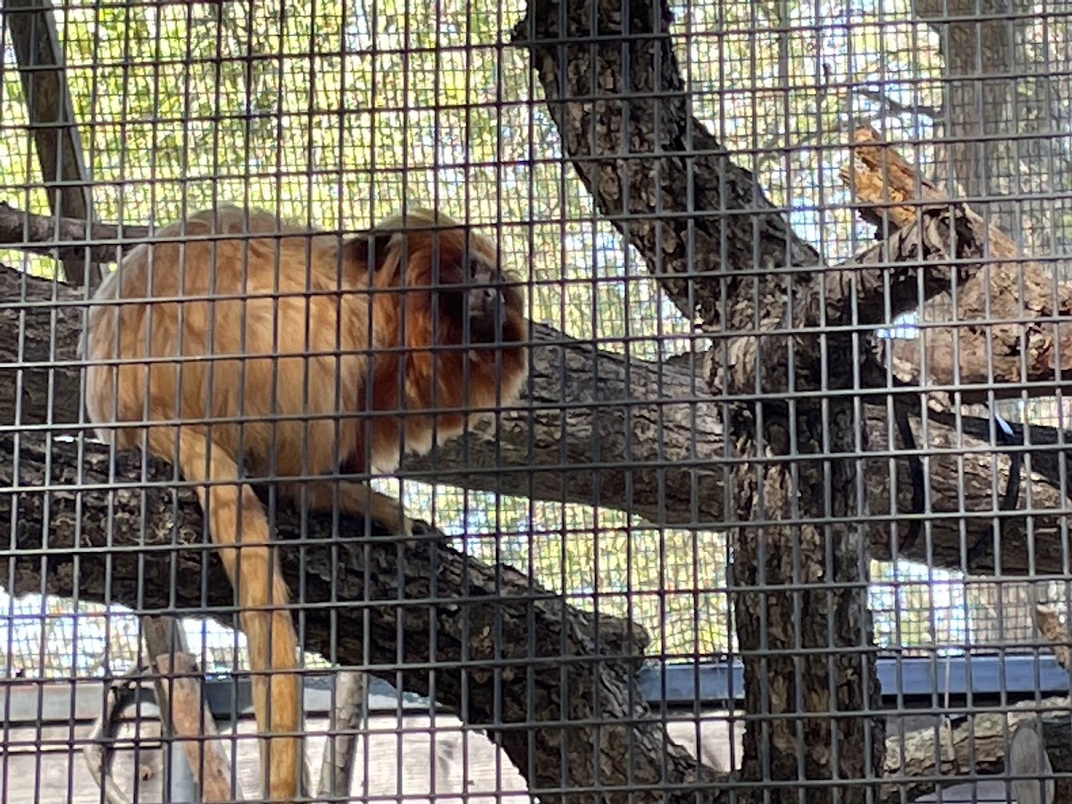 Micke Grove Zoo