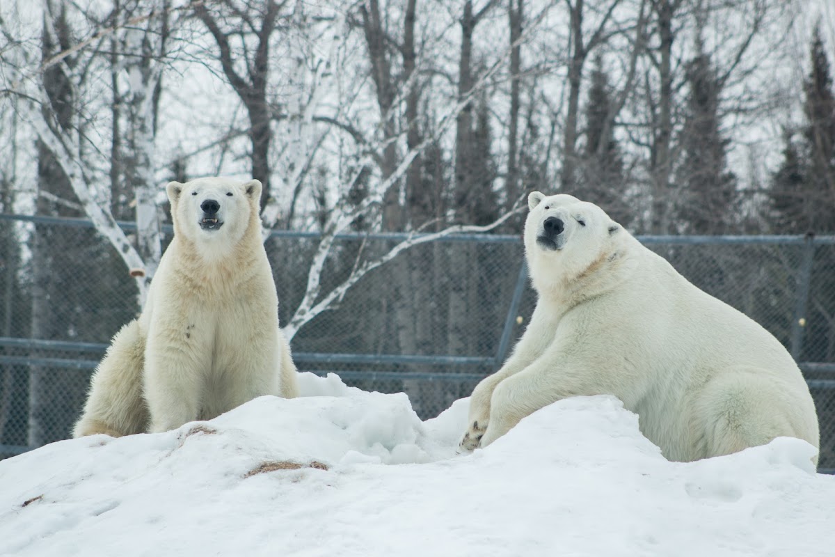 Cochrane Polar Bear Habitat