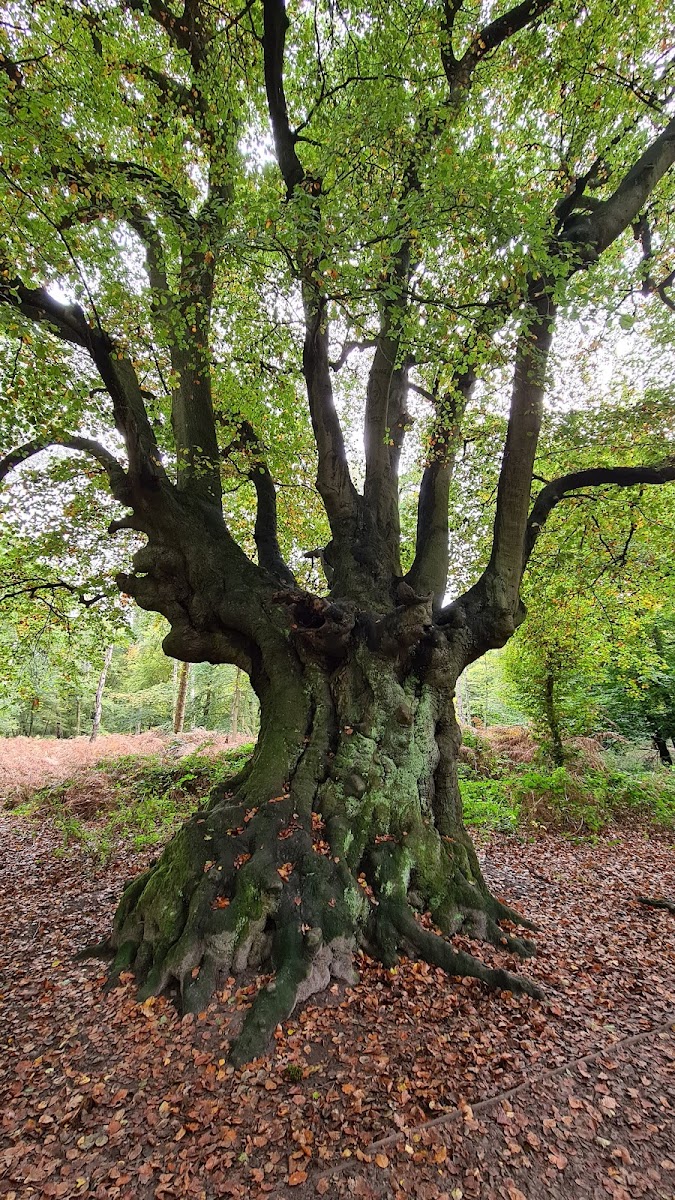 Epping Forest