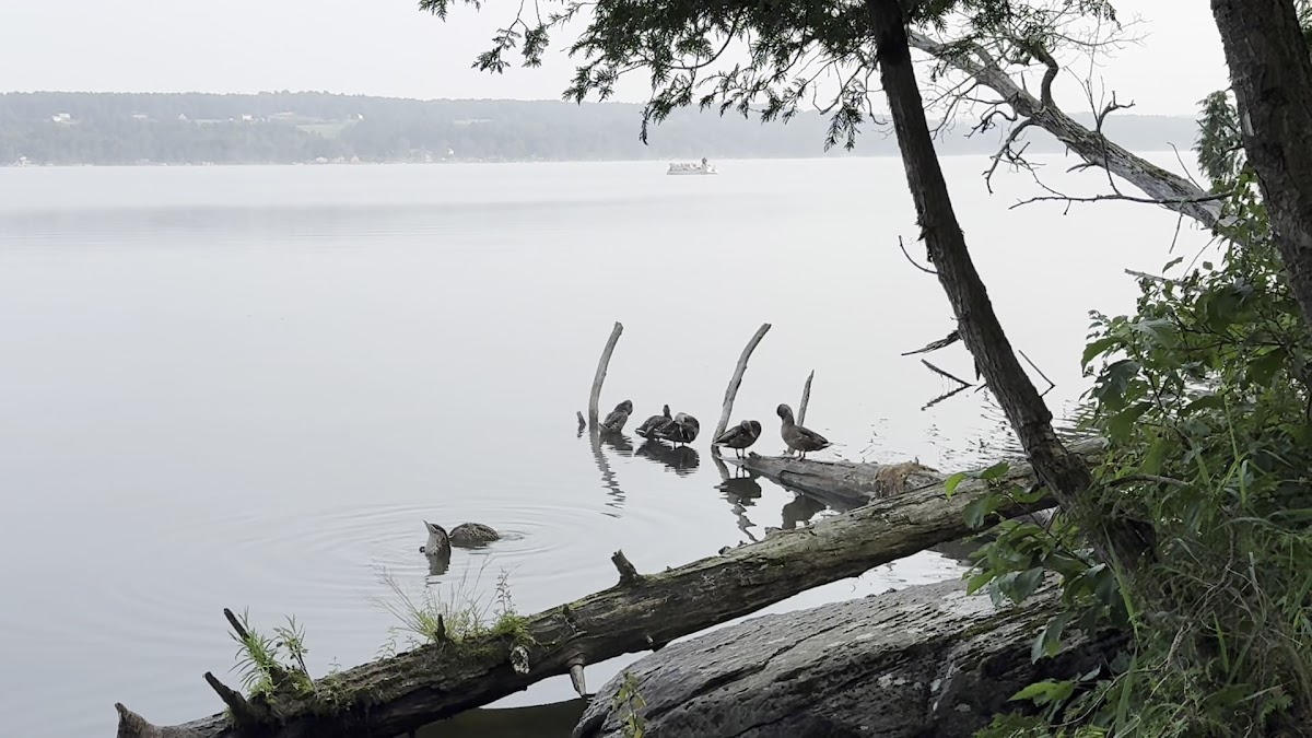 Lake Carmi