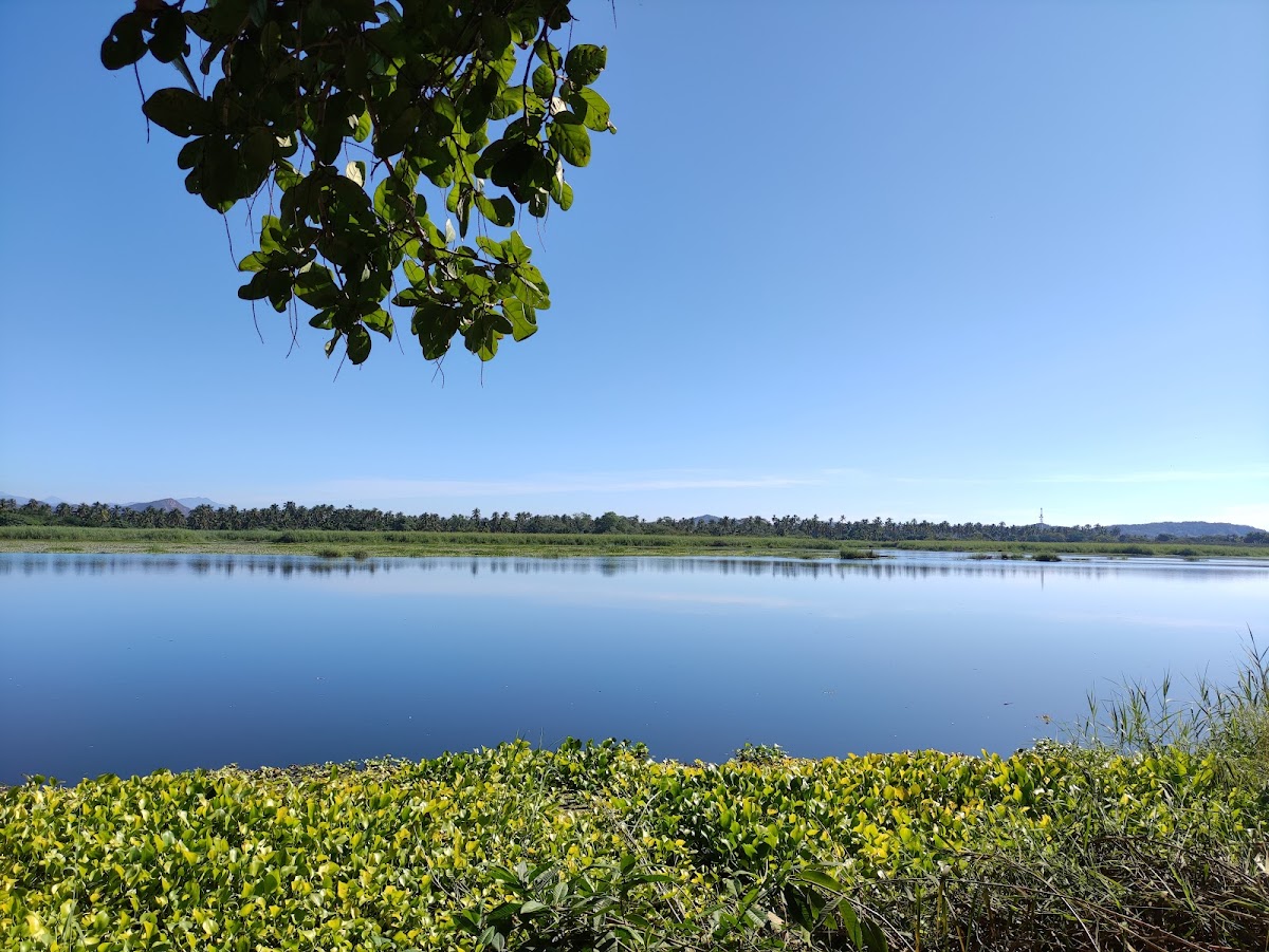Laguna del Tule