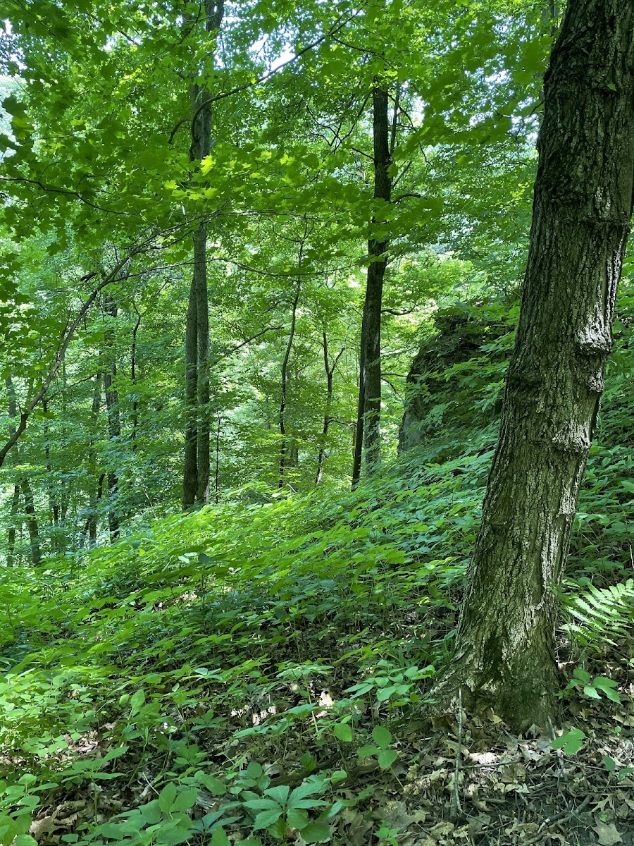 Wyalusing Hardwood Forest