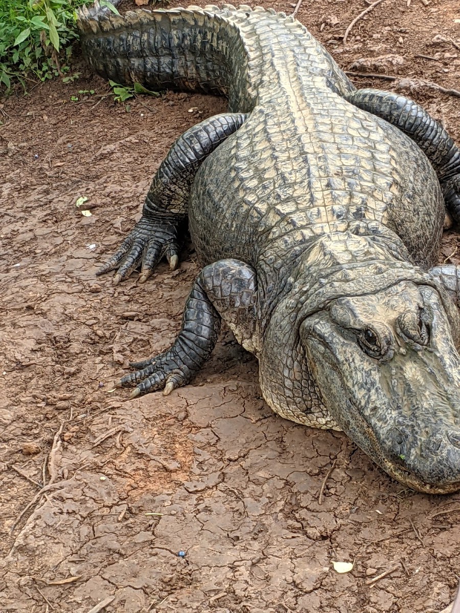 Gator Country LA Alligator Park