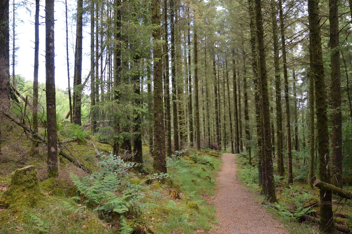 Kirroughtree Forest