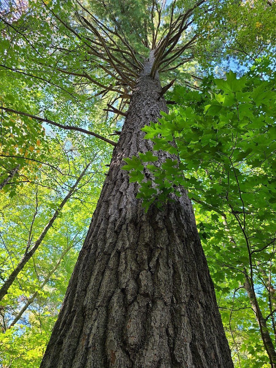 Lost 40 Scientific and Natural Area