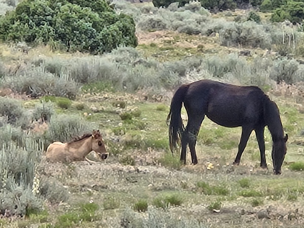 Pryor Mountain Wild Mustang Center