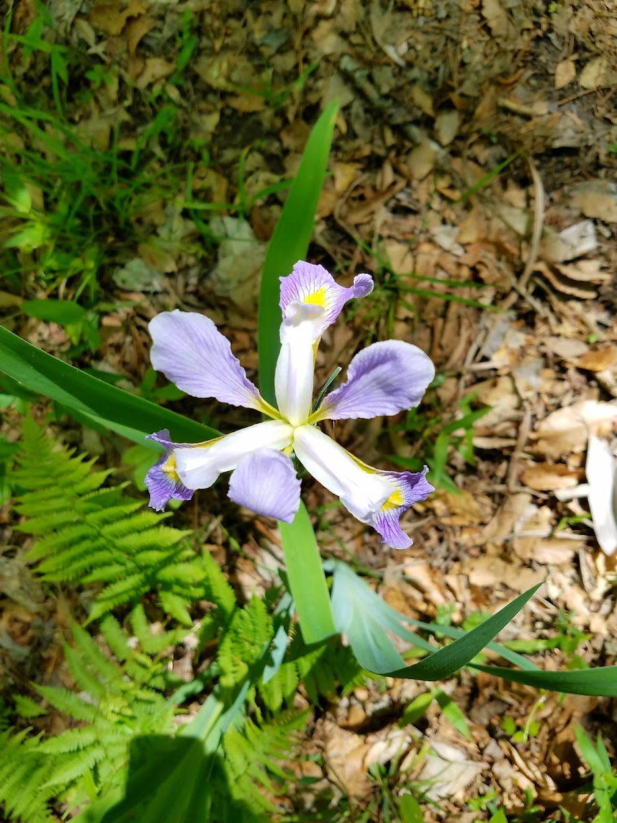 Briarwood: Caroline Dormon Nature Preserve