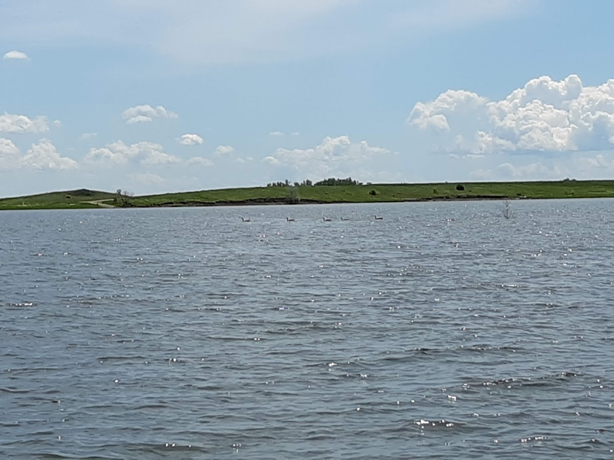 Van Hook Arm
