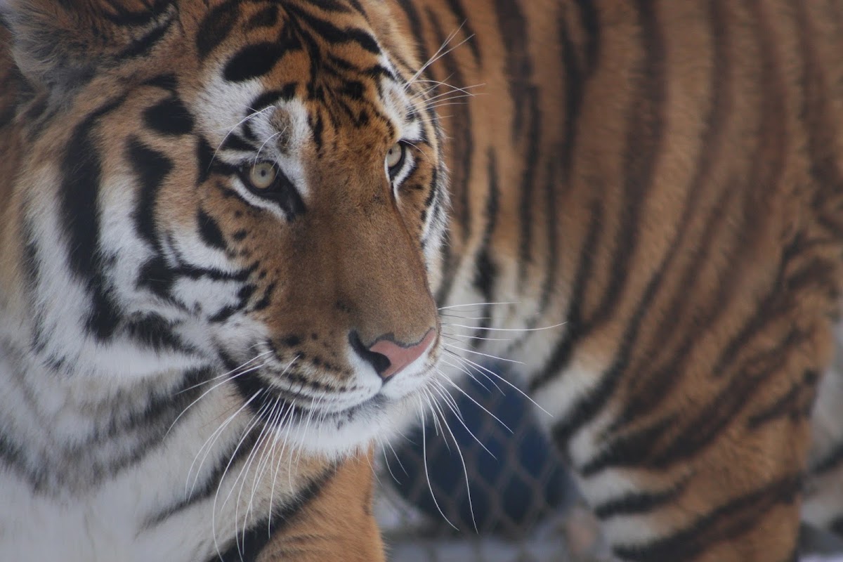 Roosevelt Park Zoo