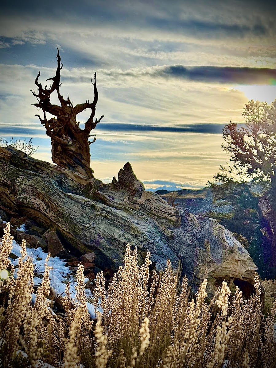 Ancient Bristlecone Pine Forest Visitor Center