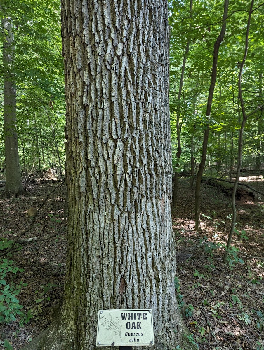 Johnson Woods State Nature Preserve