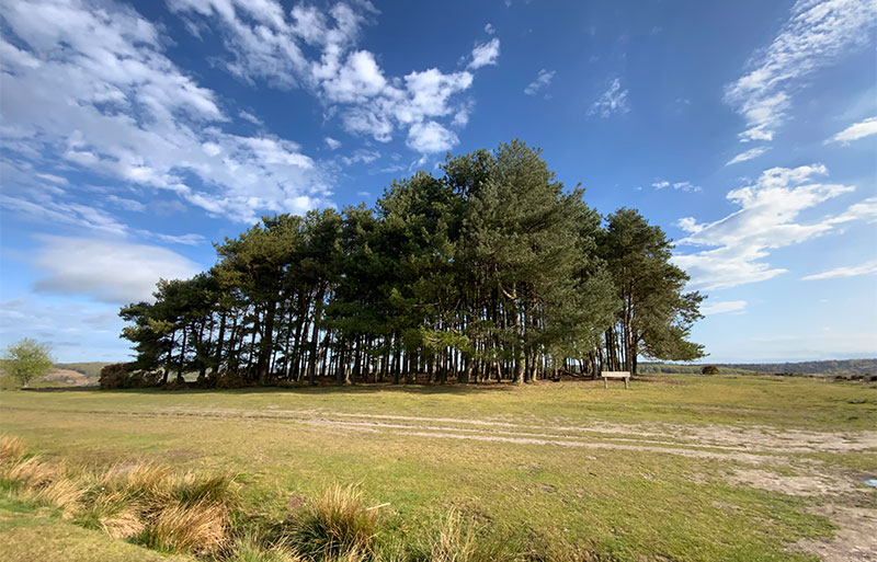 Ashdown Forest