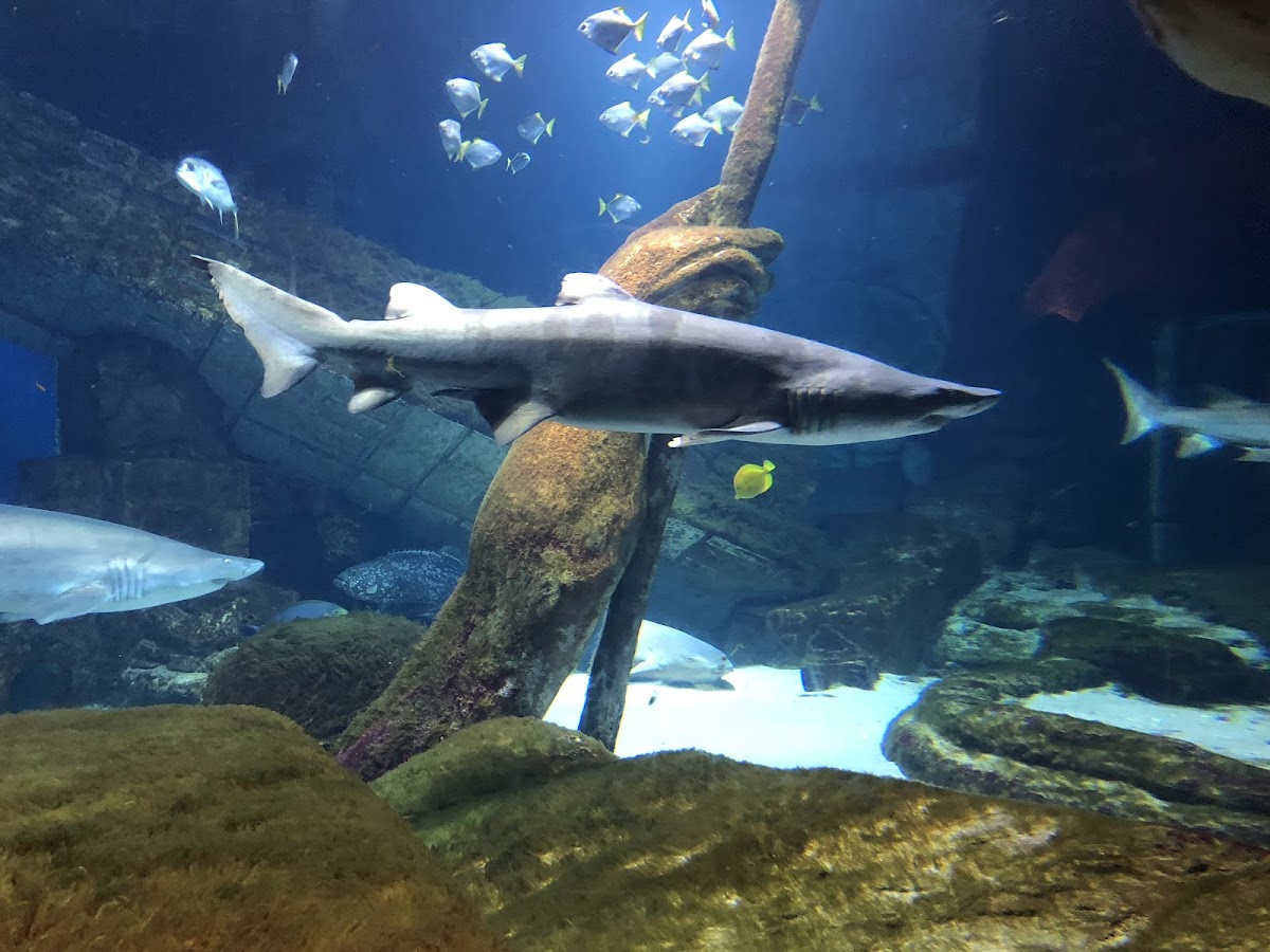 Long Island Aquarium